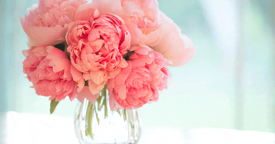 Flower, Pink, Cut flowers, common peony, Petal, Plant, Flowering plant, Bouquet, Peony, Chinese peony, 