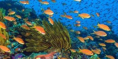 Coral reef, Reef, Marine biology, Underwater, Coral reef fish, Natural environment, Organism, Fish, Coral, Fish, 