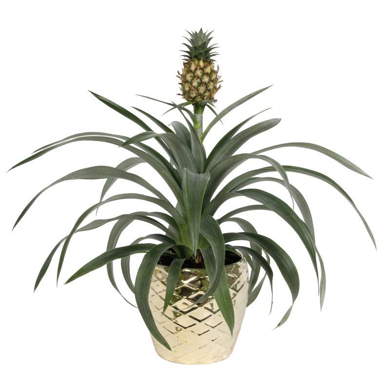 Flowering plant, Ananas, Flower, Plant, Pineapple, Flowerpot, Houseplant, Terrestrial plant, Botany, Yucca, 