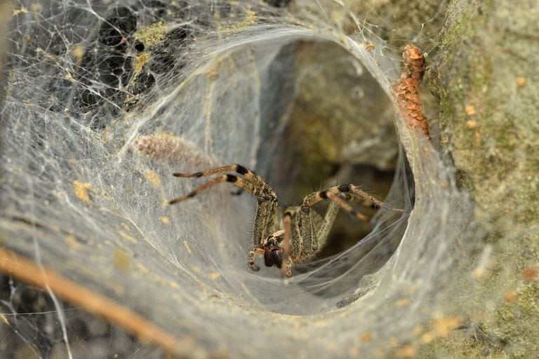 Spider, Tarantula, Wolf spider, Spider web, Invertebrate, Arachnid, Terrestrial animal, Organism, Araneus cavaticus, Insect, 