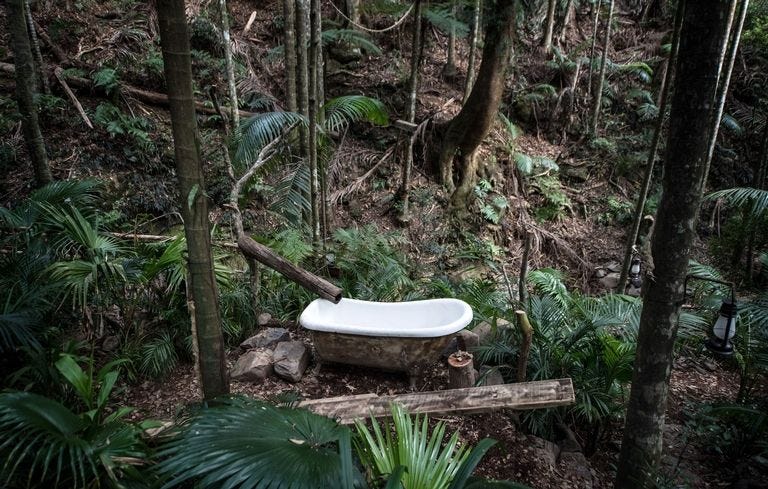 Natural environment, Tree, Vegetation, Forest, Jungle, Nature reserve, Rainforest, Botany, Plant, Old-growth forest, 