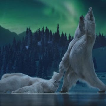Nature, Wolf, canis lupus tundrarum, Polar bear, Bear, Wildlife, Glacier, Arctic, Ice, Aurora, 