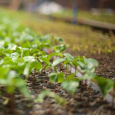 Plant, Flower, Leaf, Soil, Adaptation, Sprouting, Herb, Annual plant, Flowering plant, Perennial plant, 