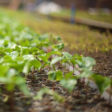 Plant, Flower, Leaf, Soil, Adaptation, Sprouting, Herb, Annual plant, Flowering plant, Perennial plant, 