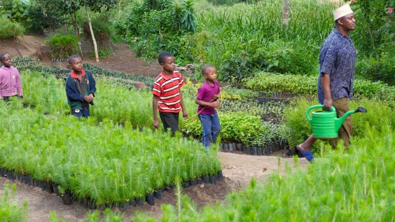 Grass, Farm, Plantation, Paddy field, Farmworker, Grass family, Plant, Groundcover, Crop, Agriculture, 