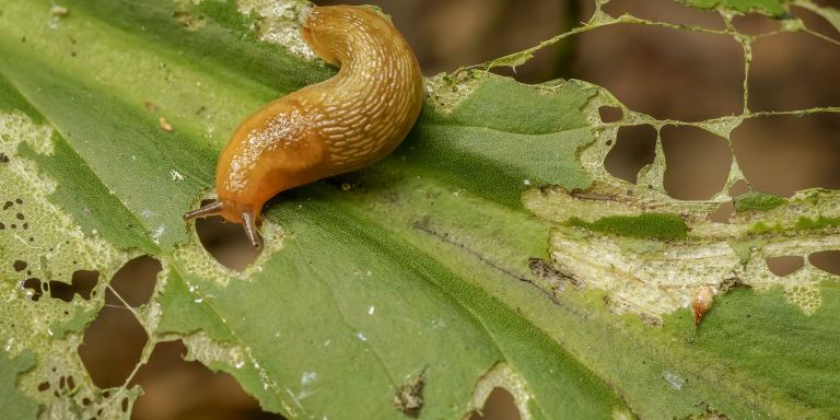 Slug, Snails and slugs, Invertebrate, Insect, Caterpillar, Larva, Leaf, Snail, Molluscs, Plant pathology, 