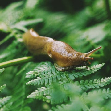 Snails and slugs, Slug, Snail, Lymnaeidae, Leaf, Molluscs, Invertebrate, Sea snail, Organism, Adaptation, 