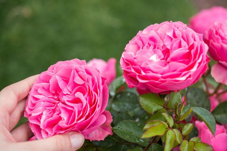 Flower, Flowering plant, Julia child rose, Garden roses, Pink, Rose, Petal, Rosa × centifolia, Floribunda, Rose family, 