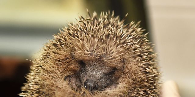 Erinaceidae, Hedgehog, New World porcupine, Domesticated hedgehog, Porcupine, Echidna, Close-up, Organism, Terrestrial animal, Snout, 