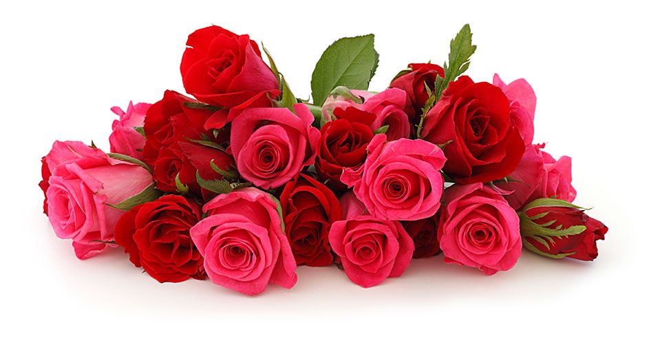 Flower, Rose, Garden roses, Flowering plant, Red, Bouquet, Plant, Pink, Cut flowers, Rose family, 