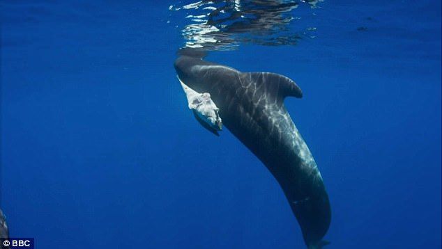 Marine mammal, Water, Marine biology, Cetacea, Underwater, Whale, Organism, Common bottlenose dolphin, Short-finned pilot whale, Dolphin, 