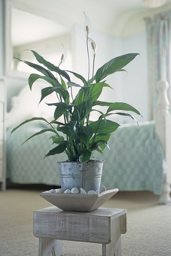 White, Flowerpot, Houseplant, Flower, Plant, Room, Botany, Interior design, Table, Furniture, 