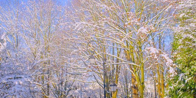Snow, Winter, Tree, Car, Vehicle, Freezing, Leaf, Woody plant, Mid-size car, Plant, 