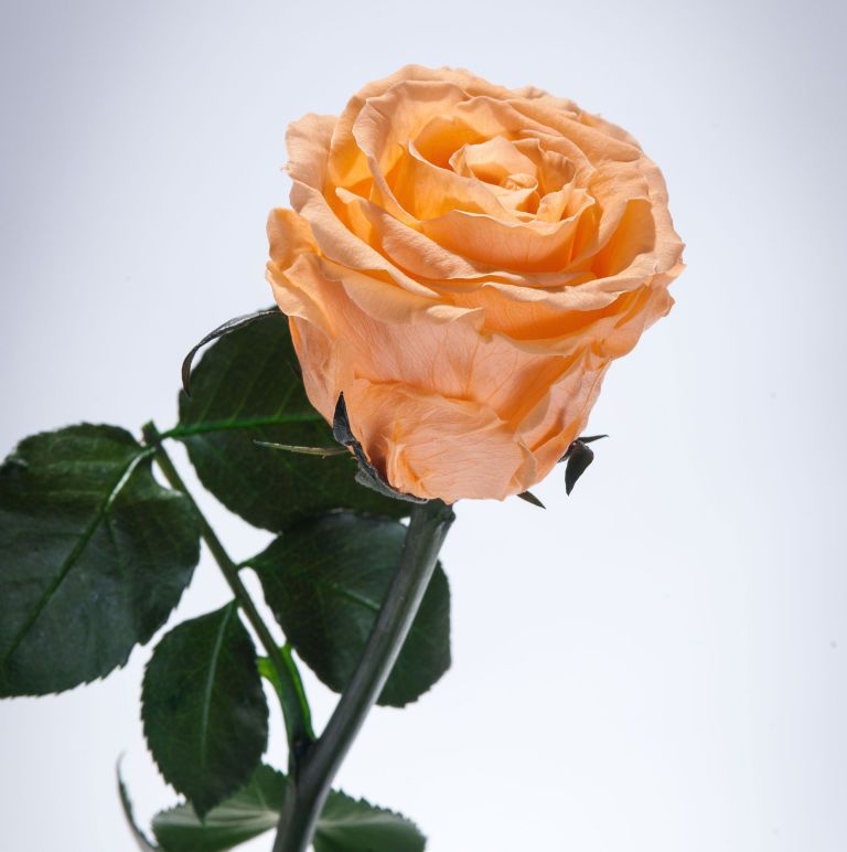 Flower, Garden roses, Flowering plant, Julia child rose, Rose, Floribunda, Petal, Rose family, Orange, Plant, 