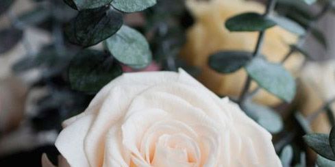 Julia child rose, Garden roses, White, Flower, Rose, Rose family, Petal, Floribunda, Plant, Pink, 