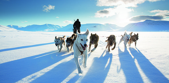 Mushing, Dog sled, Sled dog, Dog, Sled dog racing, Greenland dog, Canidae, Snow, Northern inuit dog, Vehicle, 