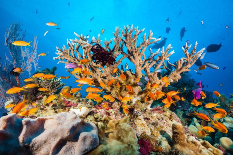 Reef, Coral reef, Underwater, Marine biology, Coral reef fish, Natural environment, Coral, Organism, Stony coral, Fish, 