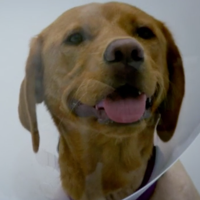 Dog, Mammal, Vertebrate, Dog breed, Canidae, Facial expression, Golden retriever, Snout, Retriever, Carnivore, 