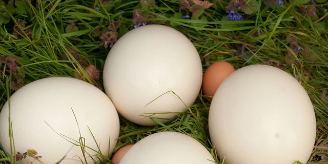 Egg, Egg, Grass, Nest, Food, Plant, 