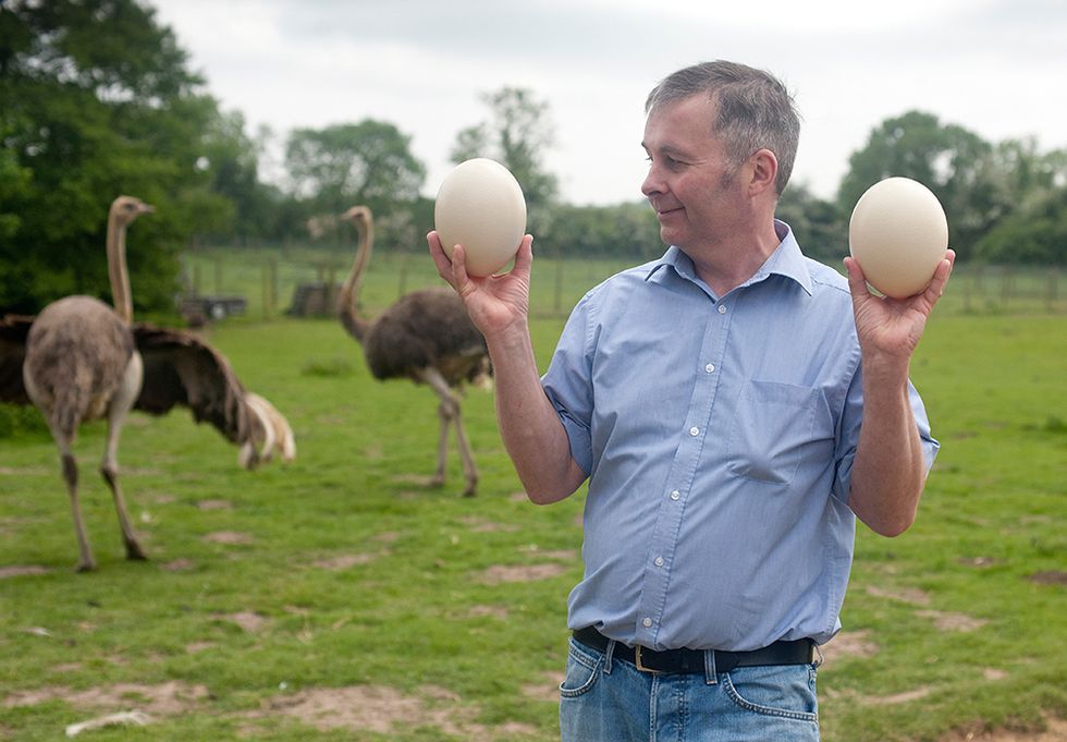 Waitrose is now selling giant ostrich eggs for £20 each