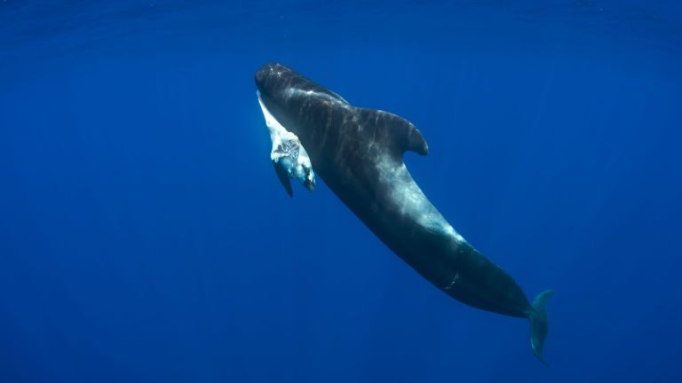 Marine mammal, Marine biology, Cetacea, Underwater, Fin, Short-finned pilot whale, Water, Organism, Rough-toothed dolphin, Humpback whale, 