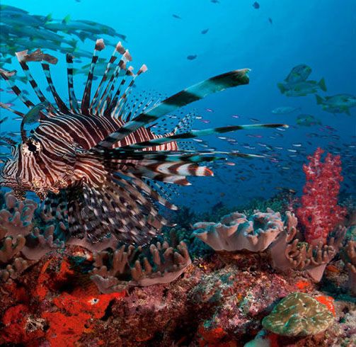 Coral reef, Underwater, Reef, Marine biology, Natural environment, Organism, Coral, Fish, Coral reef fish, lionfish, 