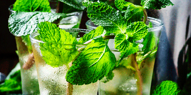 Mint julep, Mojito, Highball glass, Drink, Plant, Alcoholic beverage, Peppermint, Herb, Mint, Non-alcoholic beverage, 