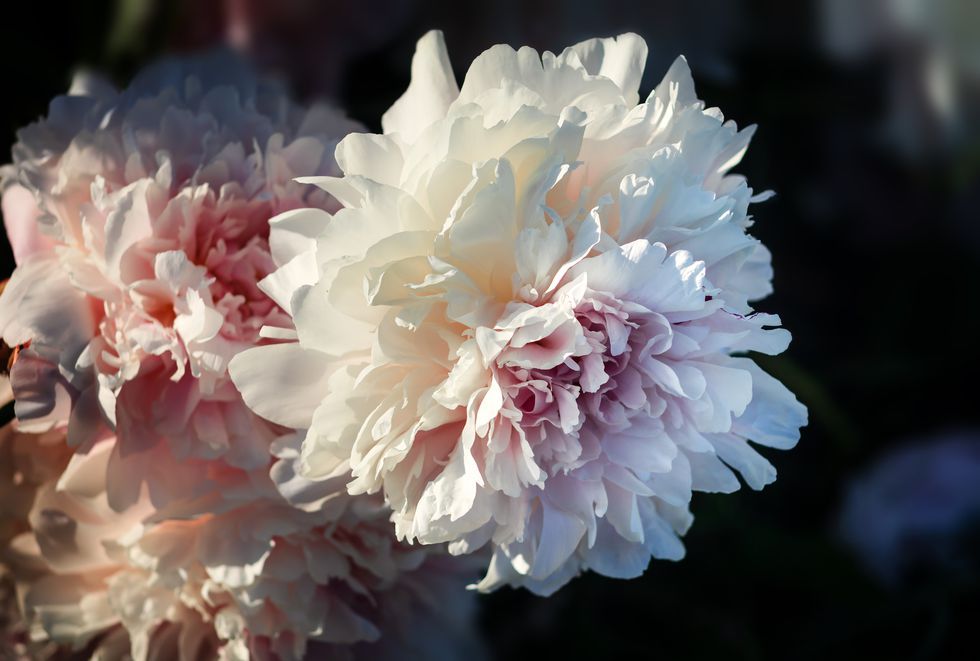 Flower, Flowering plant, Petal, Plant, Pink, Peony, Spring, Chinese peony, Blossom, Chrysanths, 