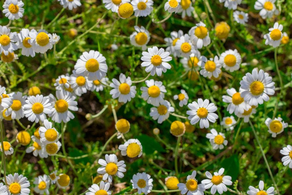 Flower, Flowering plant, Chamaemelum nobile, mayweed, chamomile, heath aster, Plant, Tanacetum balsamita, Tanacetum parthenium, camomile, 