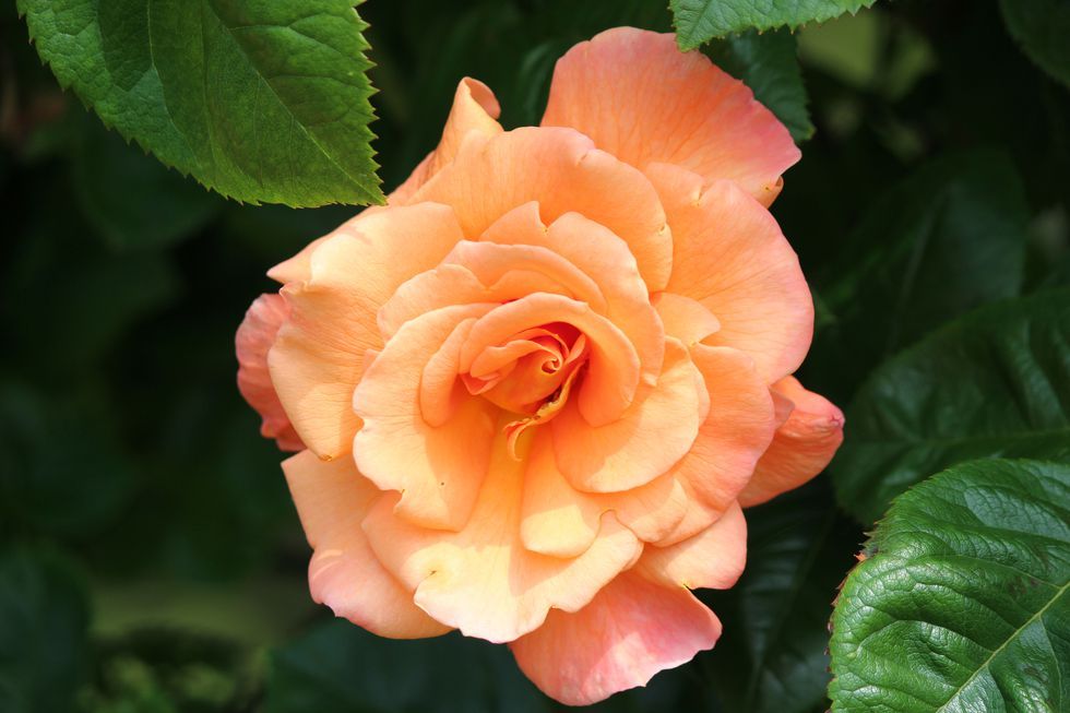 Flower, Flowering plant, Julia child rose, Petal, Garden roses, Pink, Rose, Floribunda, Rose family, Plant, 
