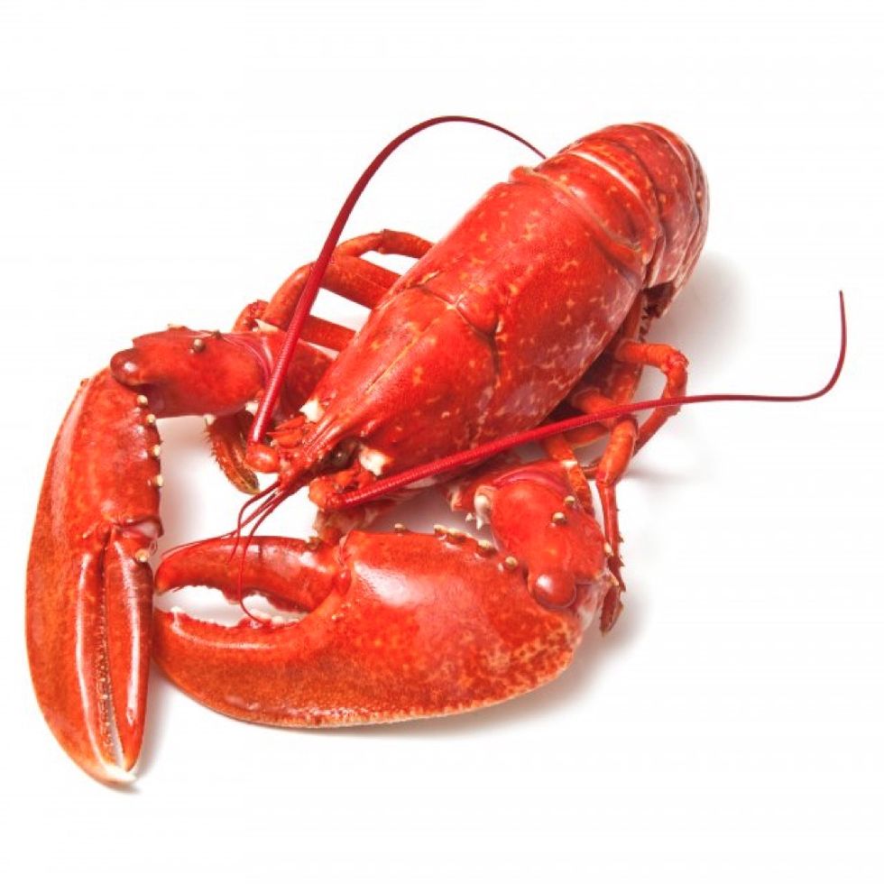 American lobster, Homarus, Lobster, Seafood, Spiny lobster, Invertebrate, Homarus gammarus, Food, Crayfish, Decapoda, 