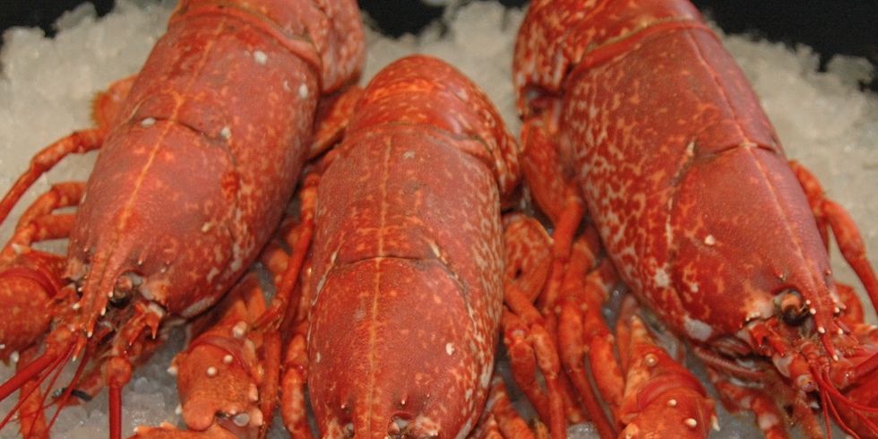 American lobster, Lobster, Homarus, Food, Seafood, Spiny lobster, Crayfish, Decapoda, Dish, Cajun food, 