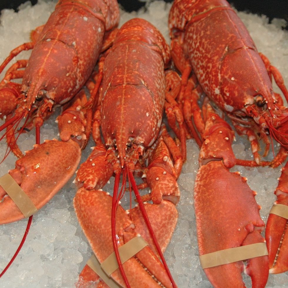 American lobster, Lobster, Homarus, Food, Seafood, Spiny lobster, Crayfish, Decapoda, Dish, Cajun food, 