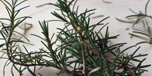 Branch, Twig, Herb, Insect, Plant stem, Conifer, Cypress family, Subshrub, 