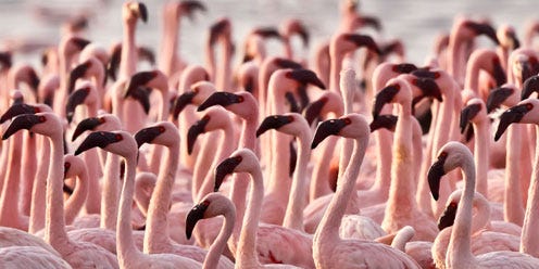 Flamingo, Organism, Greater flamingo, Bird, Vertebrate, Water bird, Pink, Beak, Wildlife, Adaptation, 