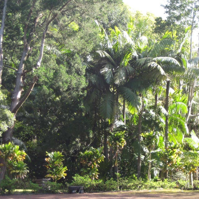 Vegetation, Tree, Woody plant, Botany, Terrestrial plant, Forest, Trunk, Arecales, Jungle, Garden, 