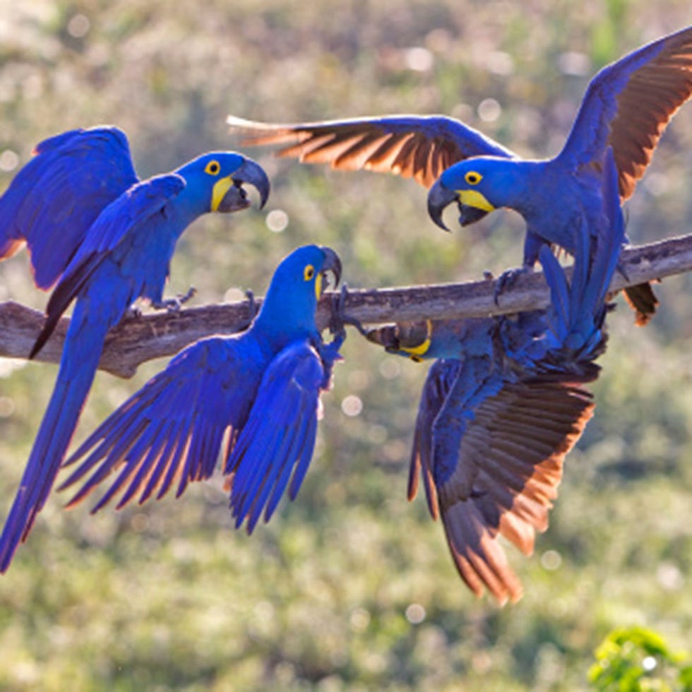 Nature, Blue, Bird, Beak, Organism, Vertebrate, Macaw, Wing, Majorelle blue, Electric blue, 