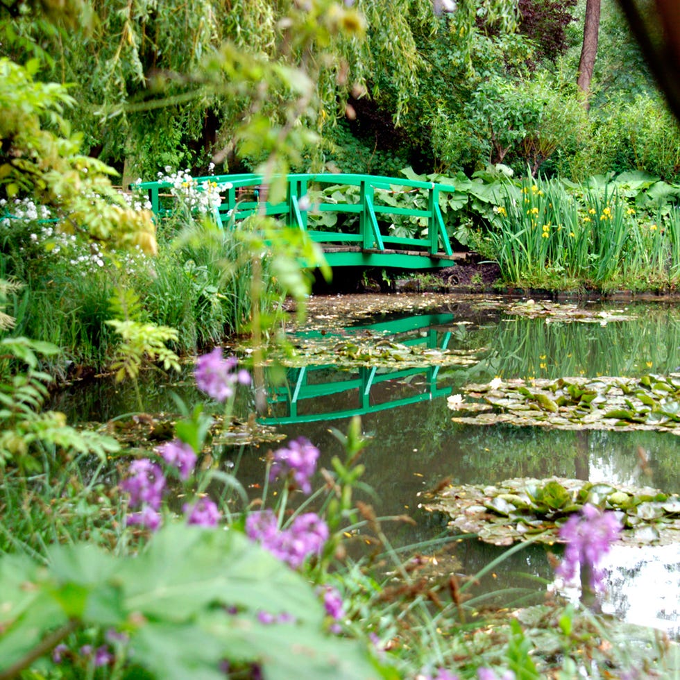 Body of water, Vegetation, Nature, Plant, Natural landscape, Shrub, Aquatic plant, Pond, Wetland, Garden, 
