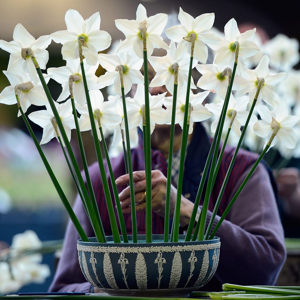 Petal, Flower, Botany, Flowering plant, Spring, Plant stem, Pedicel, Floristry, Flower Arranging, Vase, 