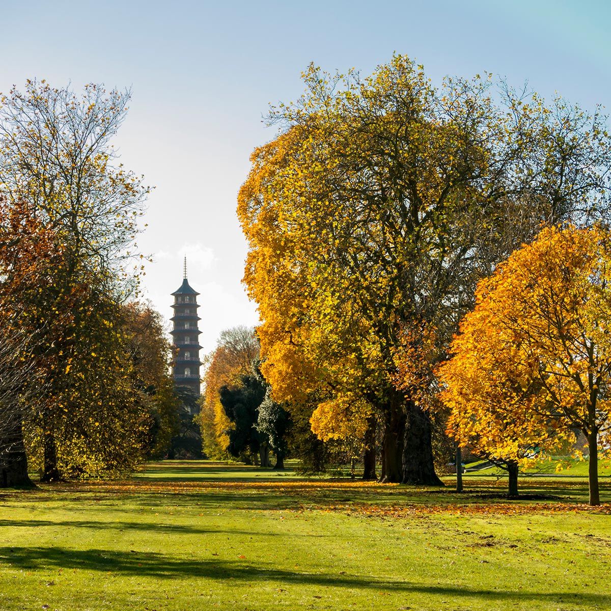 Branch, Leaf, Tree, Deciduous, Woody plant, Sunlight, Tints and shades, Autumn, Park, Garden, 