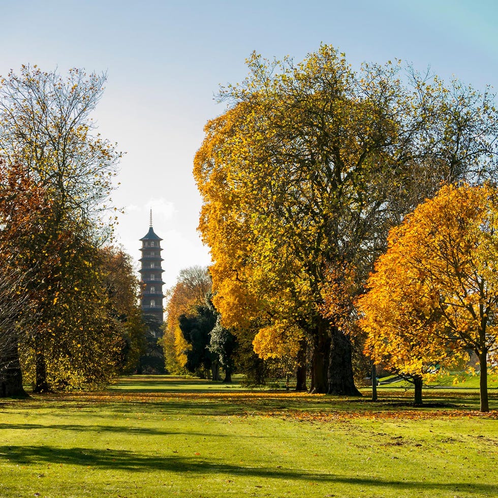 Branch, Leaf, Tree, Deciduous, Woody plant, Sunlight, Tints and shades, Autumn, Park, Garden, 