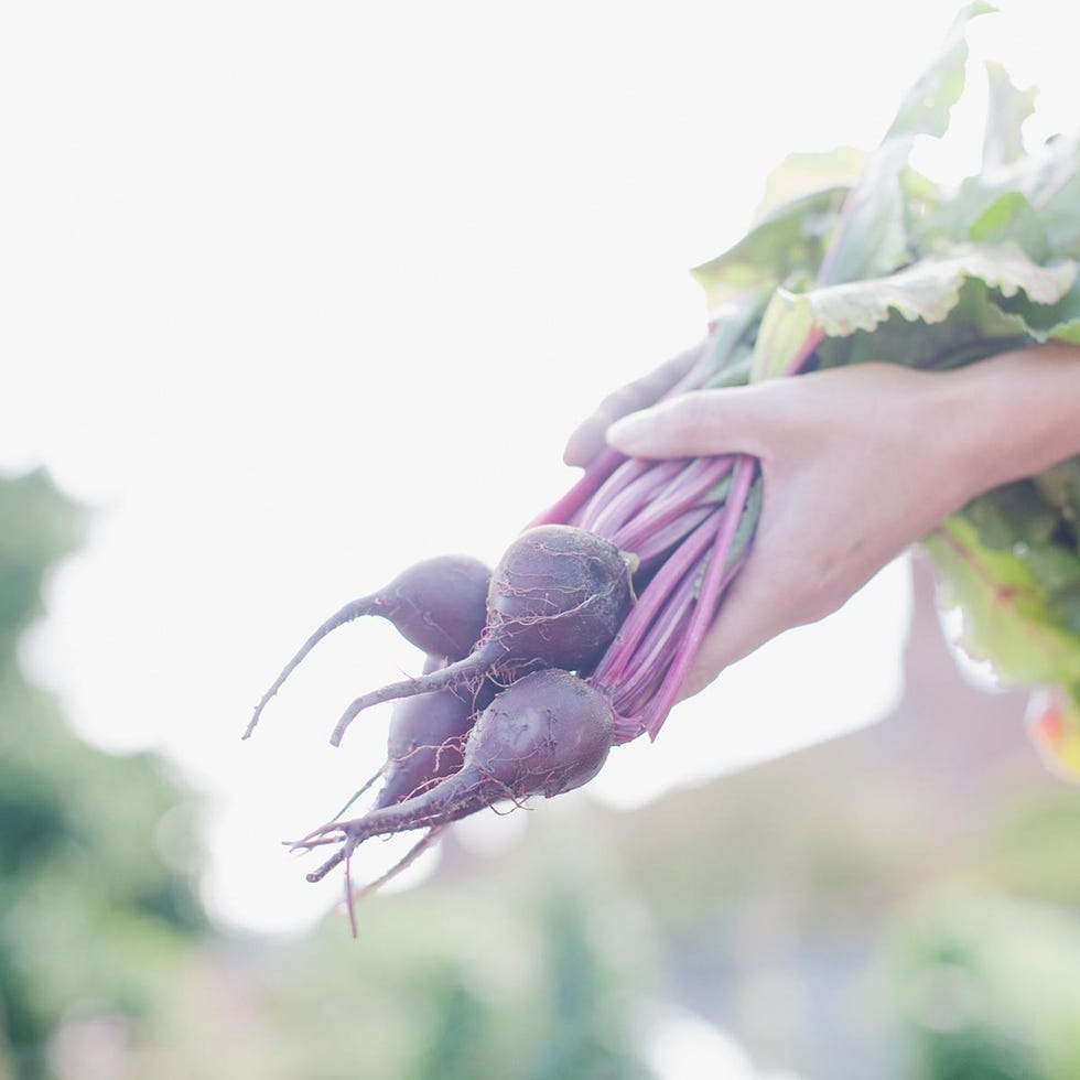 Lavender, Botany, Purple, Violet, Flowering plant, Plant stem, Bud, 