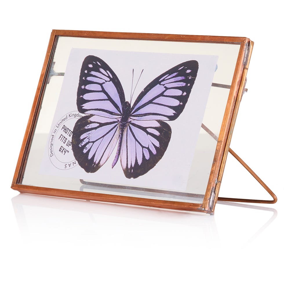 Invertebrate, Insect, Arthropod, Pollinator, Butterfly, Moths and butterflies, Wing, Art, Violet, Lavender, 