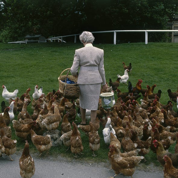 Phasianidae, Bird, Galliformes, Beak, Poultry, Adaptation, Fowl, Garden, Livestock, Ducks, geese and swans, 