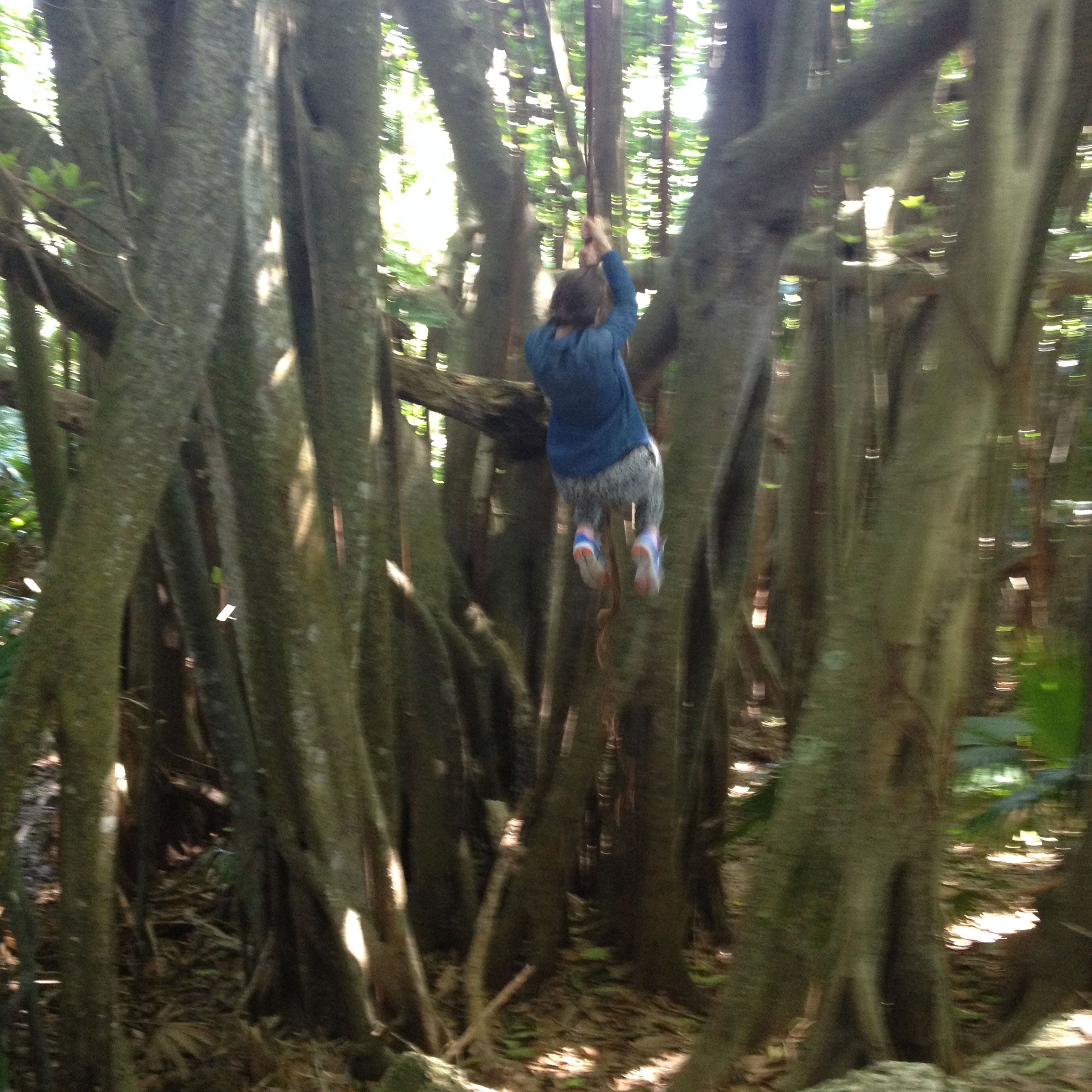 Natural environment, Branch, Leaf, People in nature, Forest, Woody plant, Terrestrial plant, Trunk, Old-growth forest, Woodland, 