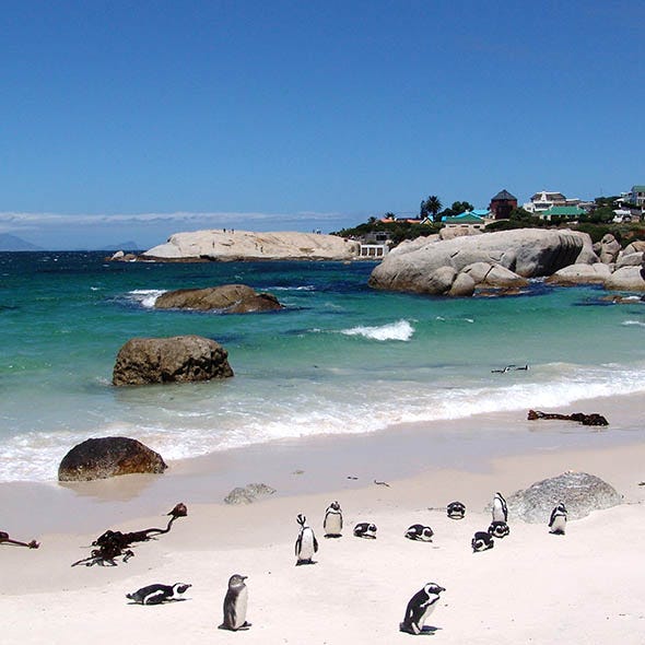 Body of water, Penguin, Coastal and oceanic landforms, Coast, Shore, Rock, Water, Ocean, Beach, Flightless bird, 
