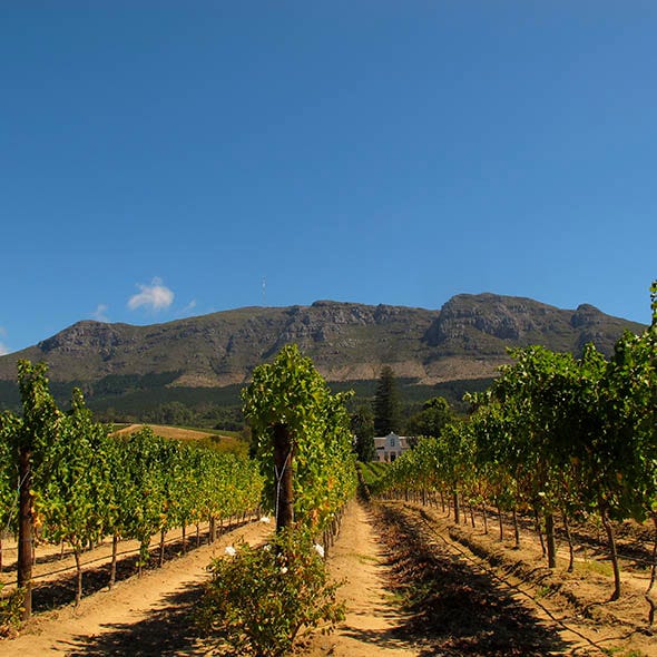 Plant, Agriculture, Mountainous landforms, Plant community, Field, Rural area, Hill, Mountain, Plantation, Hill station, 