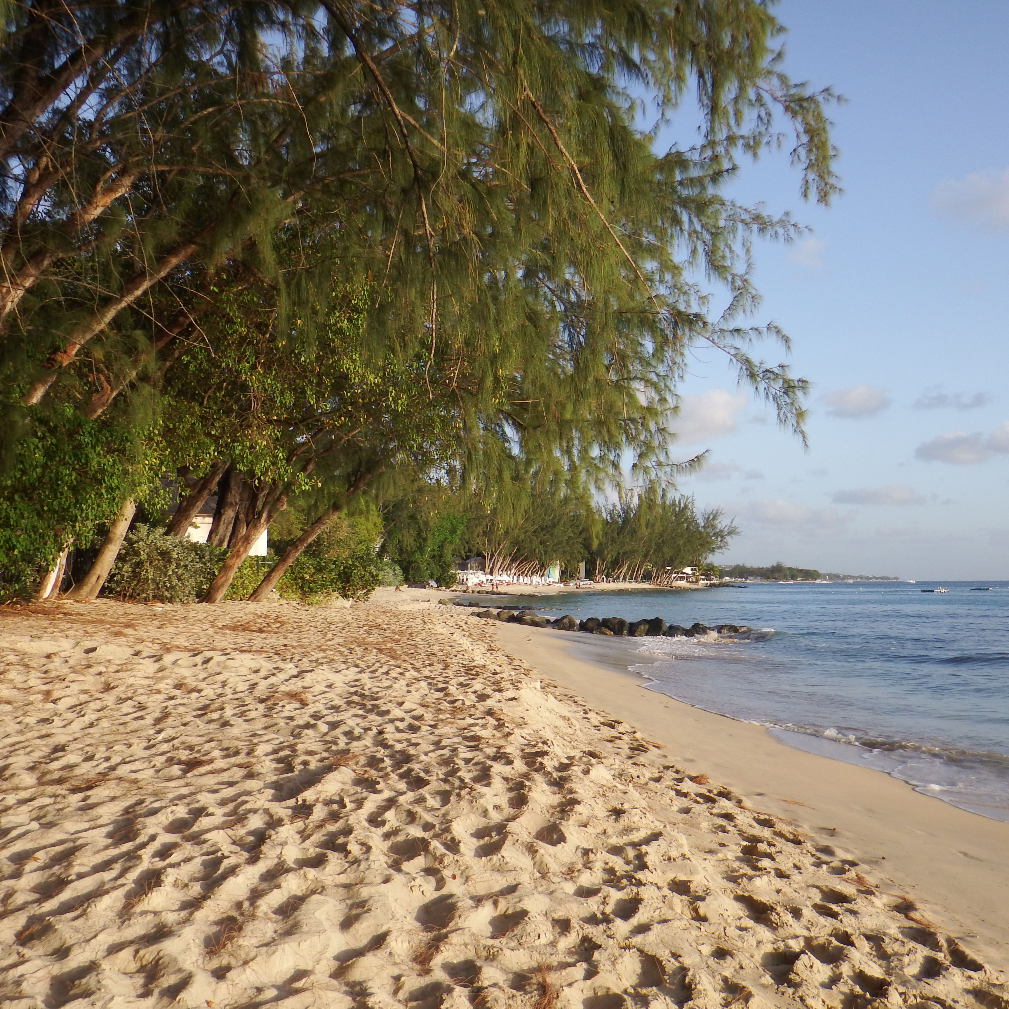Coastal and oceanic landforms, Shore, Branch, Sand, Coast, Beach, Woody plant, Ocean, Bank, Tropics, 