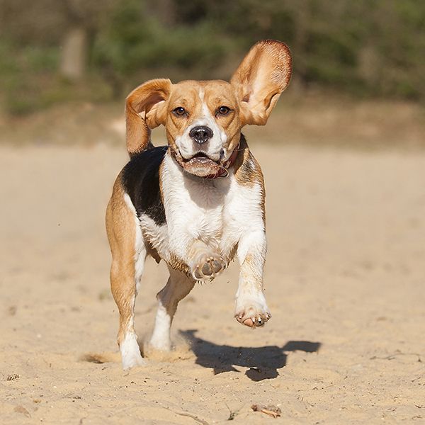 Dog breed, Brown, Dog, Carnivore, Sand, Soil, Snout, Fawn, Liver, Sporting Group, 