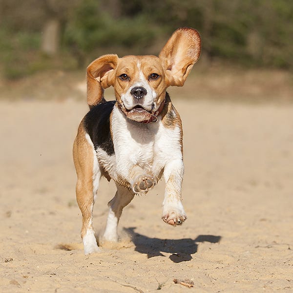 Dog breed, Brown, Dog, Carnivore, Sand, Soil, Snout, Fawn, Liver, Sporting Group, 